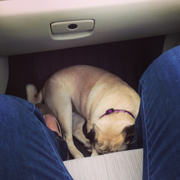 Passed out pooch in the car.